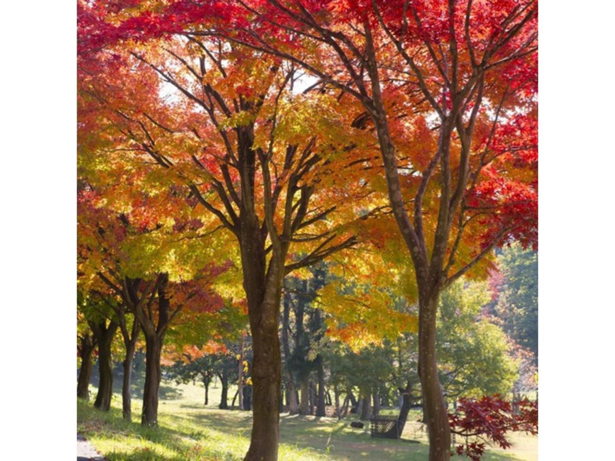 Shintainai Onsen Royal Tainai Park Hotel - Vacation Stay 90212V Bagian luar foto
